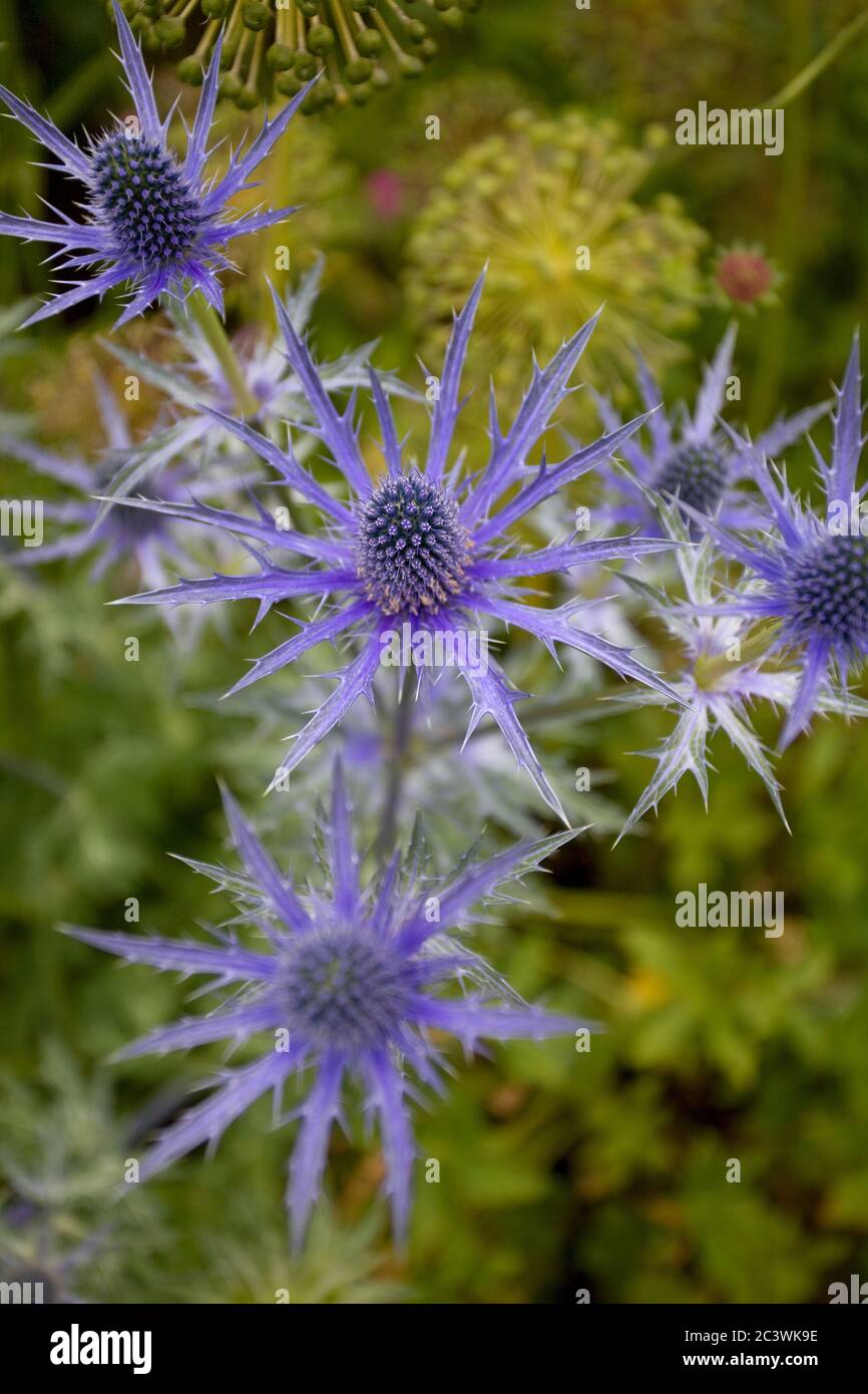 Eryngium Planum, Blue Hobbit, Sea Holly Stock Photo
