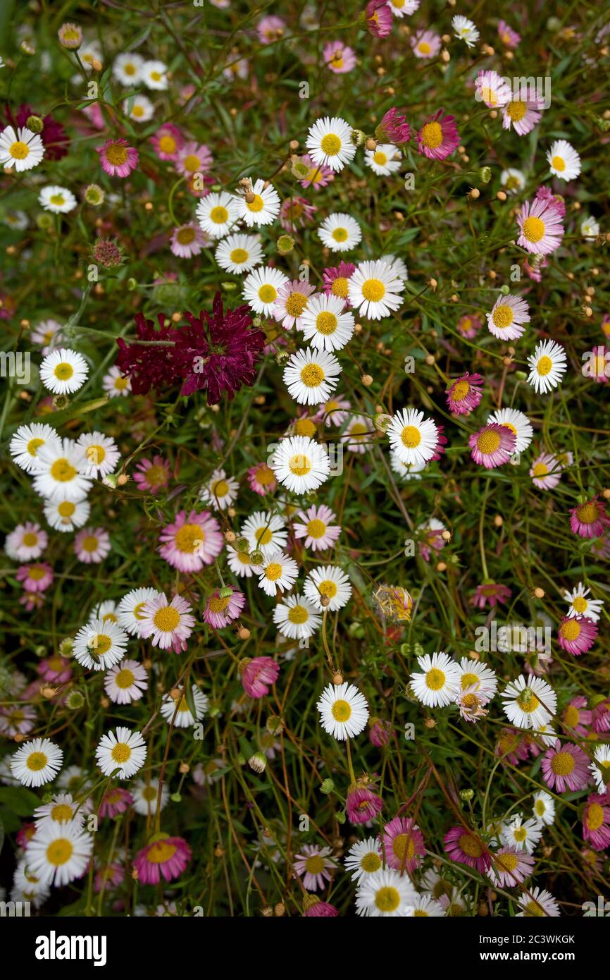 Erigeron Karvinskianus,Uk Stock Photo