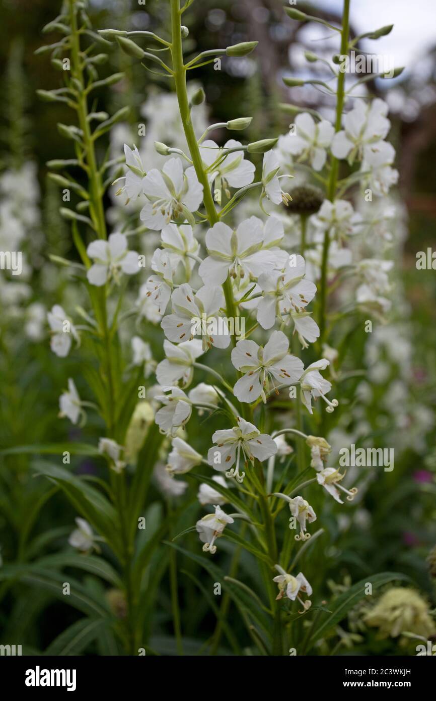 Epilobium Angustiflium Album. White rosebay willow herb Stock Photo