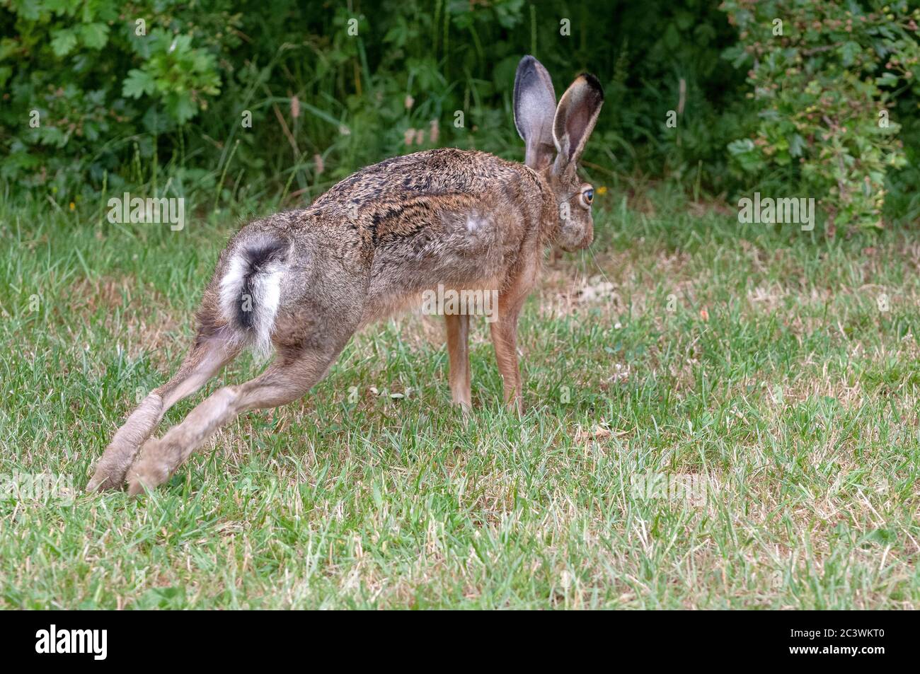 Stretching rabbit hi-res stock photography and images - Alamy