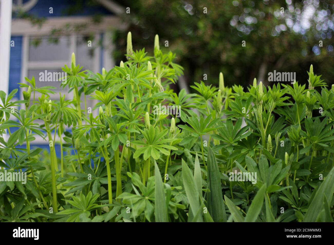 Lupin flower bud about to open Stock Photo Alamy