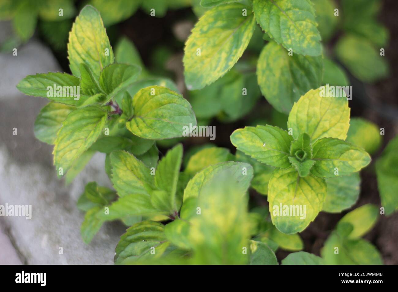 green mint plant in growth at vegetable garden Stock Photo