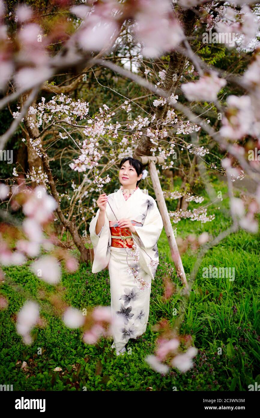 A Japanese woman wearing white kimono enjoys the view of cherry blossoms in  full bloom in Tokyo, Japan Stock Photo - Alamy