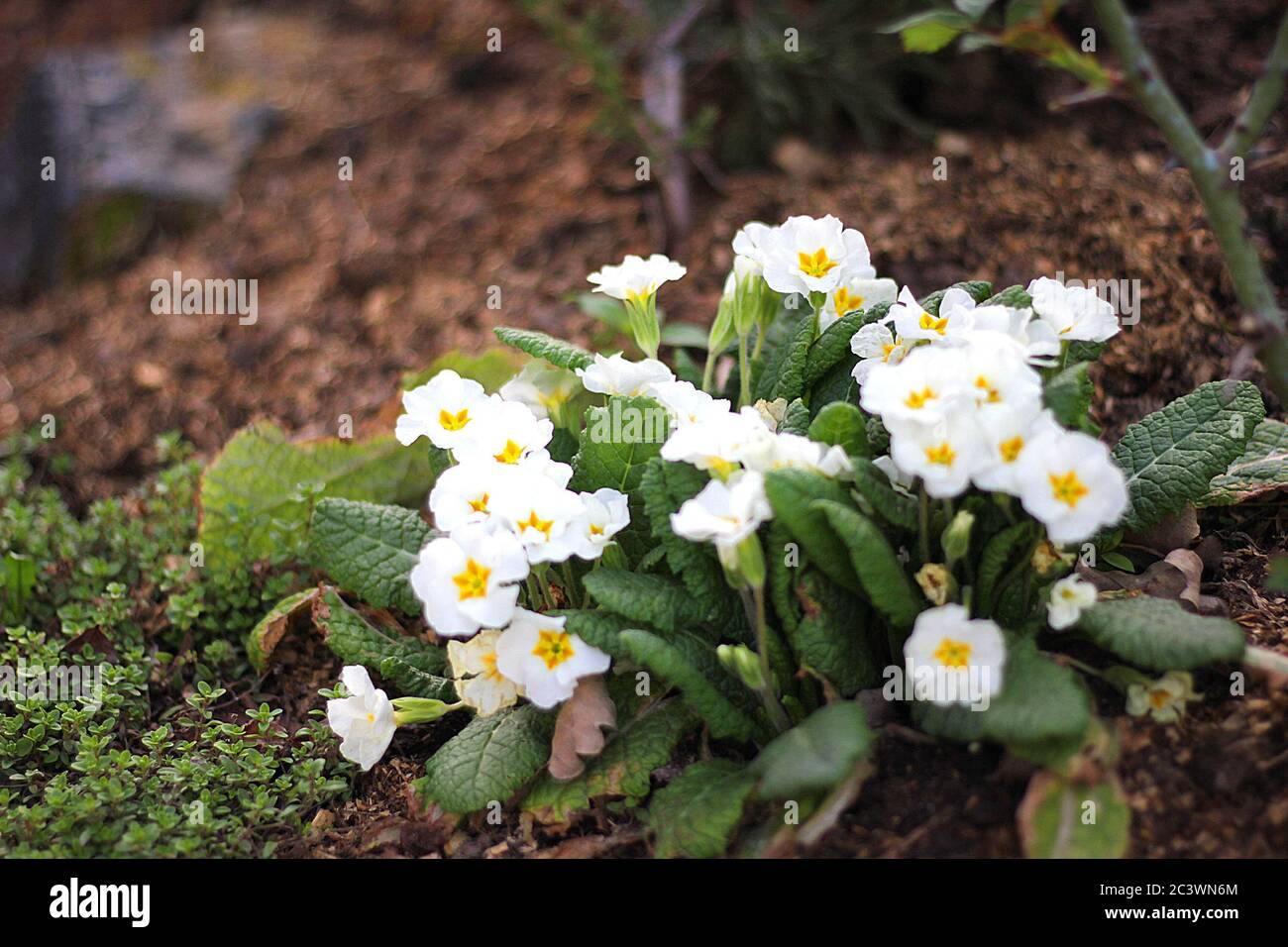 White primroses in the garden Stock Photo