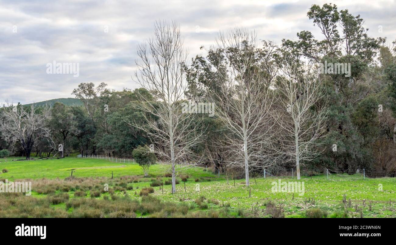 Deciduous trees in paddock on a farm on edge of eucalypyus forest in Southwest Western Australia. Stock Photo