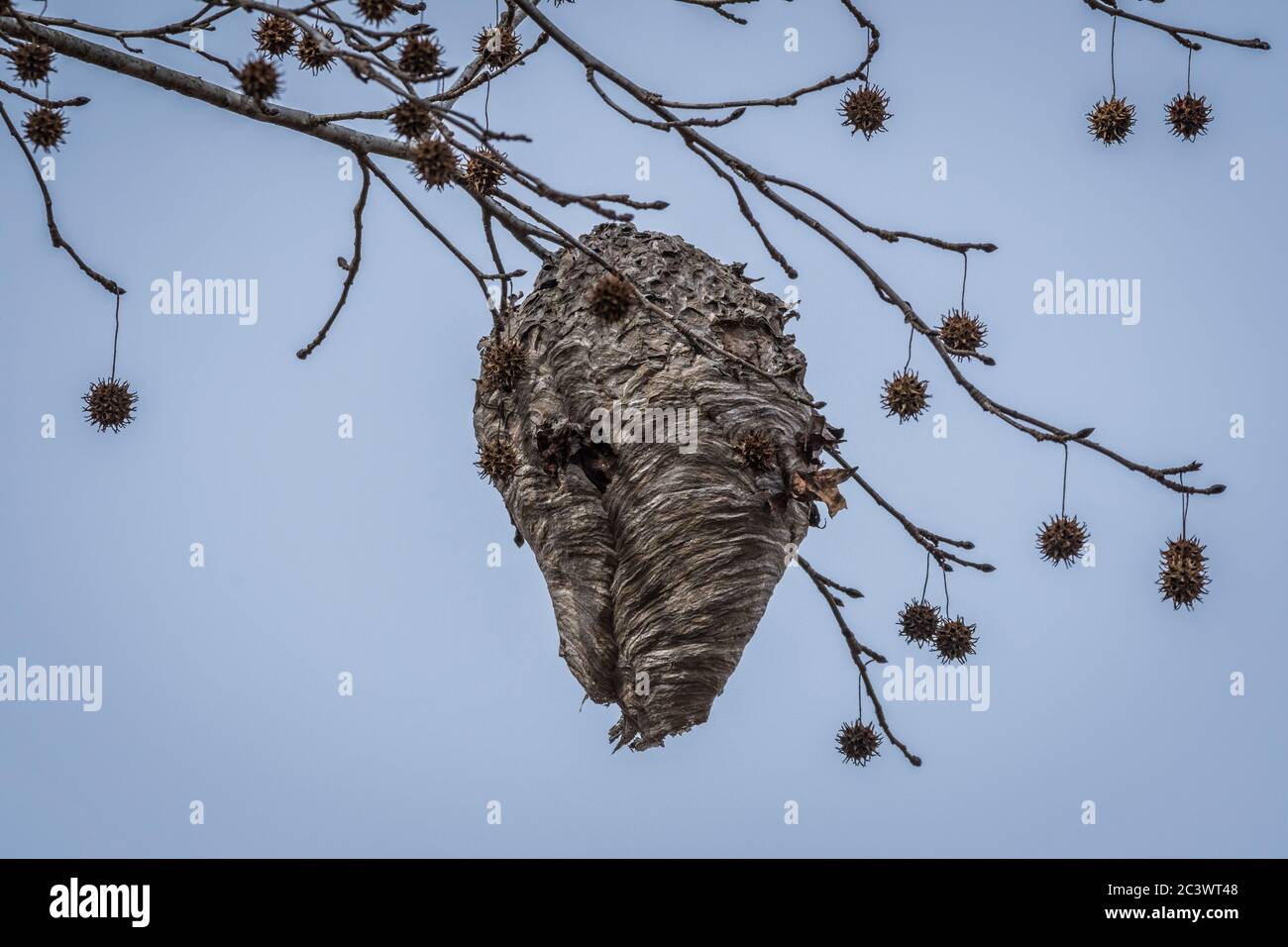 A giant beehive hanging from a tree branch way up high with gum tree seed  balls hanging on the limbs surrounding the hive Stock Photo - Alamy