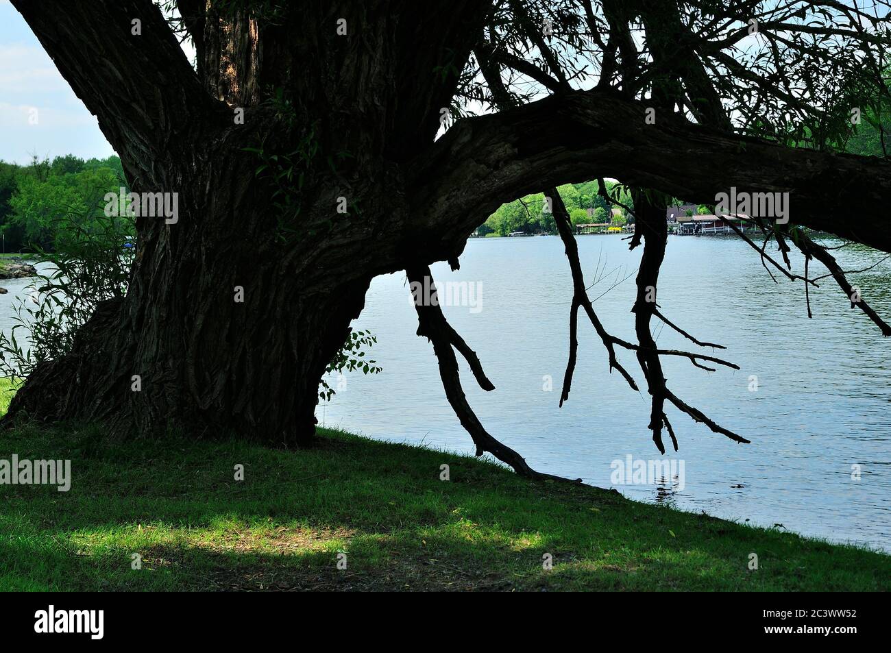 Large willow tree on banks of Fox River in Northern Illinois, USA. Stock Photo