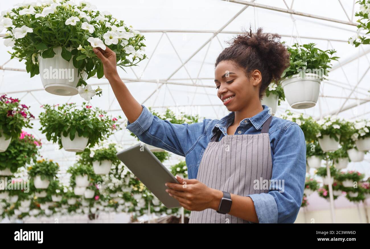 Modern climate control in greenhouse with smart technologies. Woman with digital tablet checks flowers in pot Stock Photo