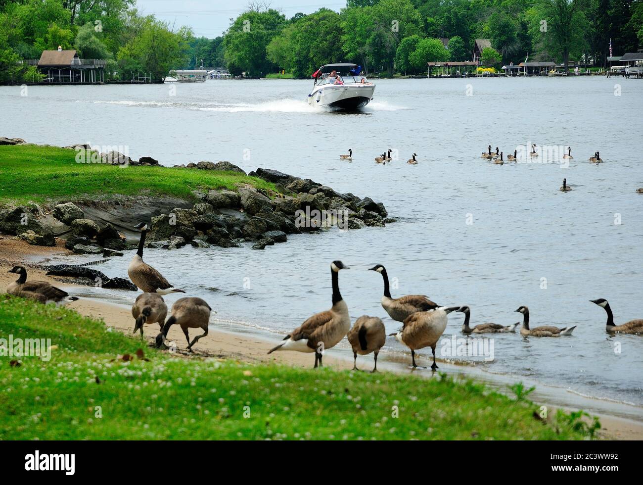 Canadian geese congregate on shoreline of park along the banks of the Fox River in Northern Illinois, USA. Stock Photo