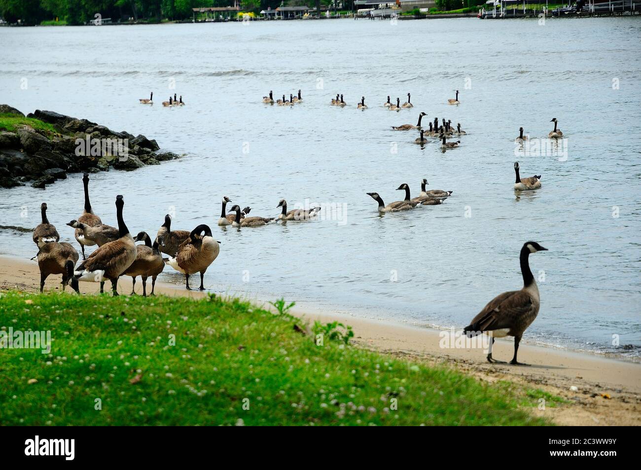 Canadian geese congregate on shoreline of park along the banks of the Fox River in Northern Illinois, USA. Stock Photo