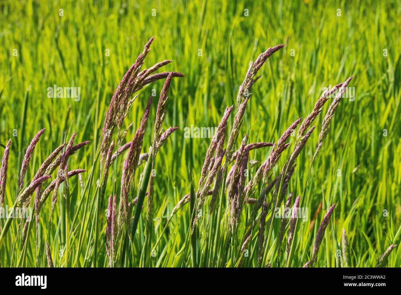 Elymus repens, couch grass Stock Photo