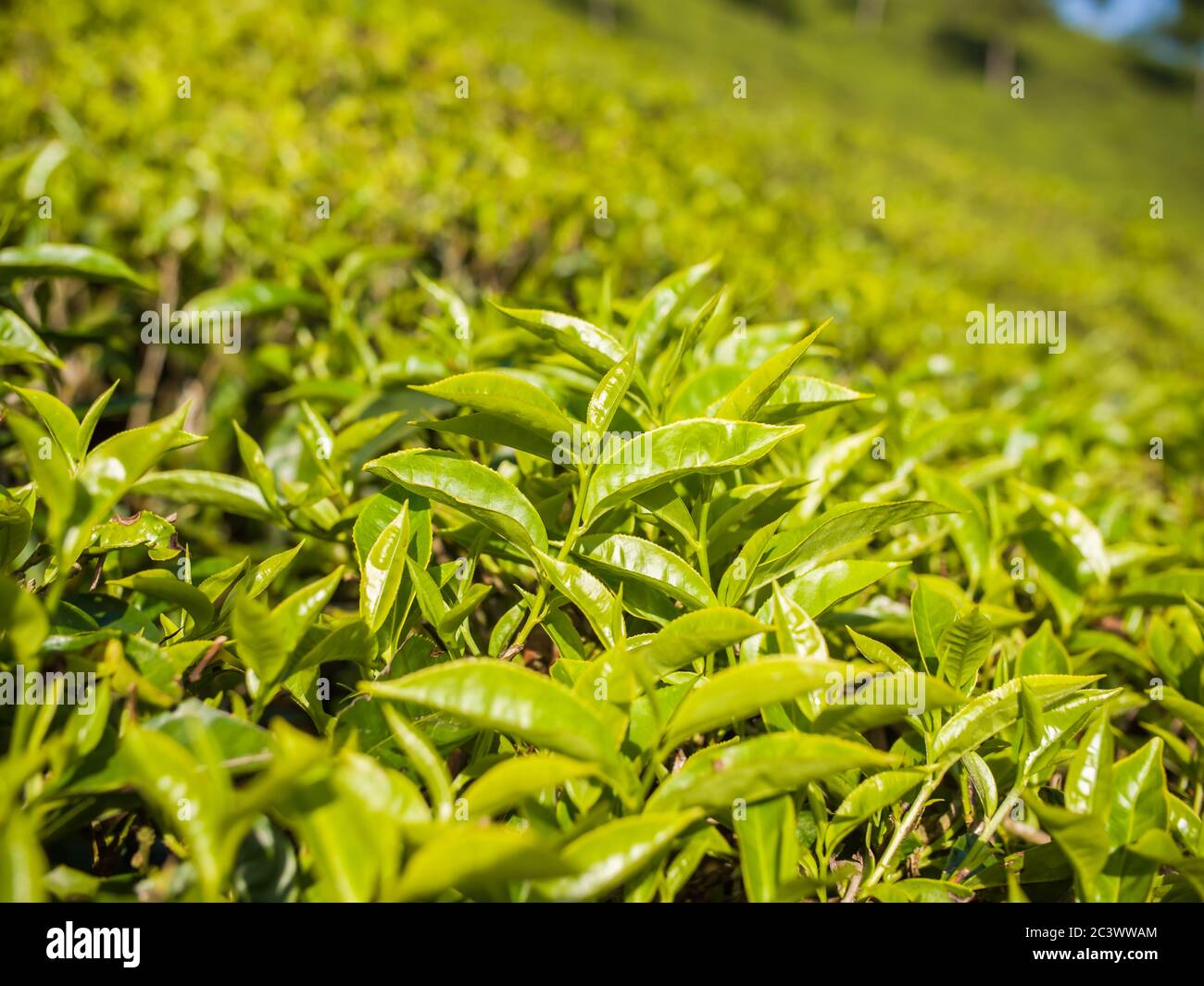 Tea leaves on a plantation near the city of Munar. India. Stock Photo