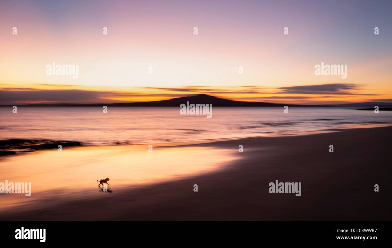 A small dog walking on the Milford beach at sunrise with Rangitoto island in the distance. Image made using intentional camera movement technique. Stock Photo