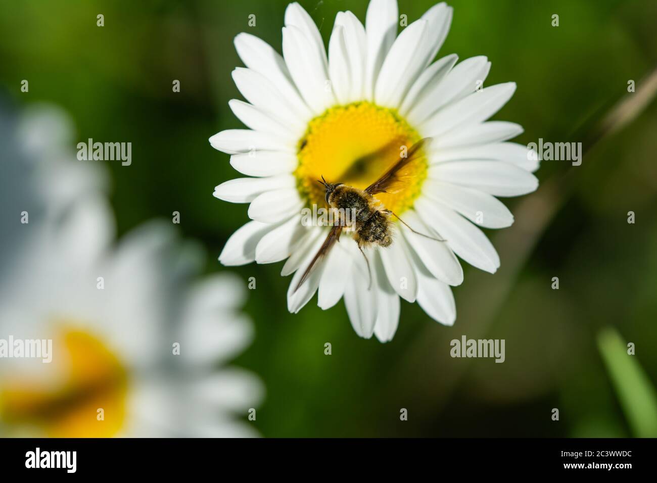 Bee Fly Feeding on Ox Eye Daisy Stock Photo