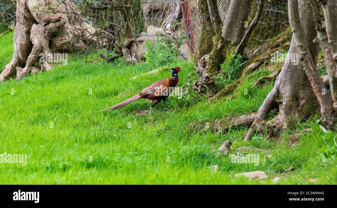 male pheasant Stock Photo