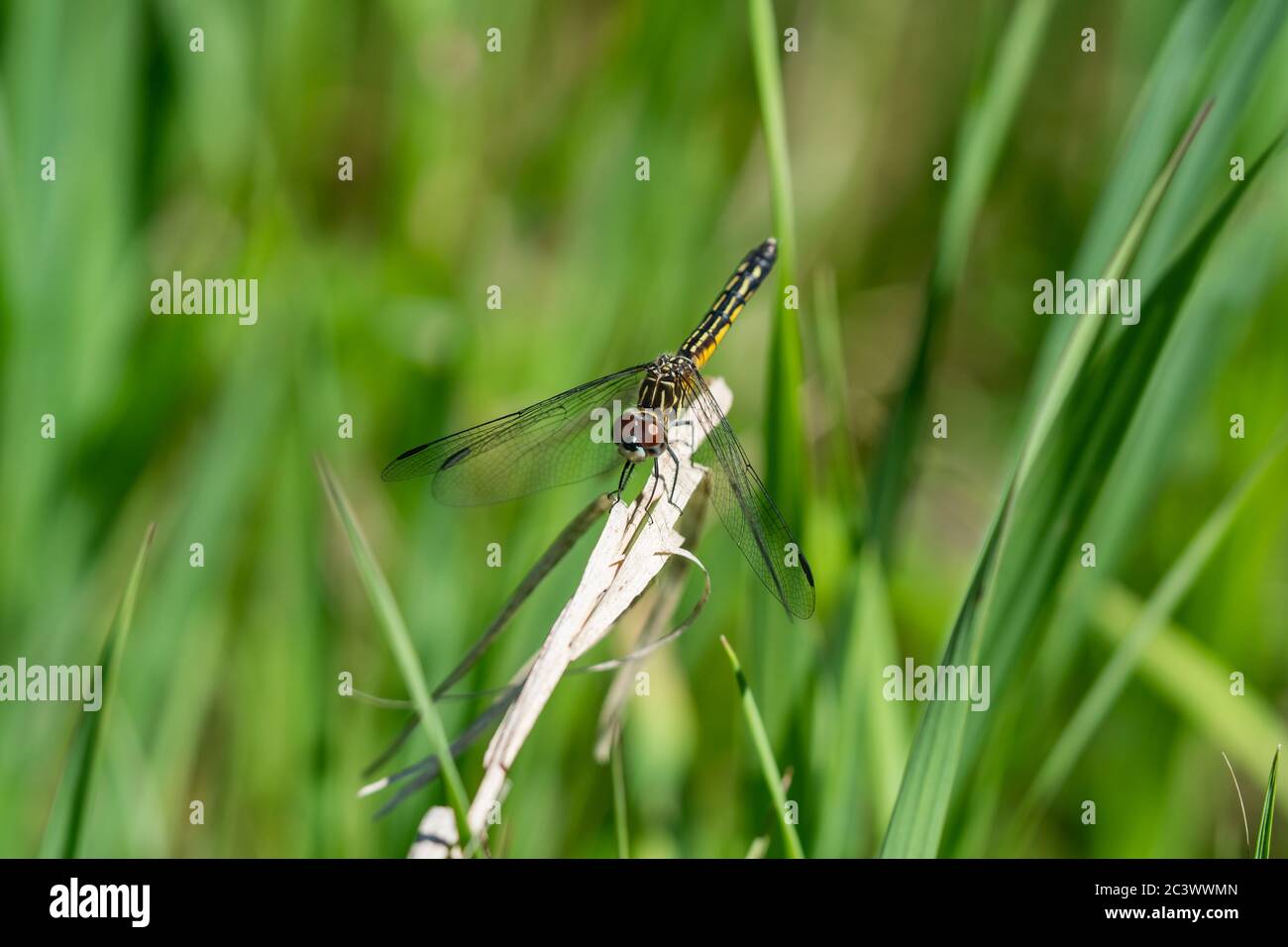 Blue dasher abdomen hi-res stock photography and images - Alamy