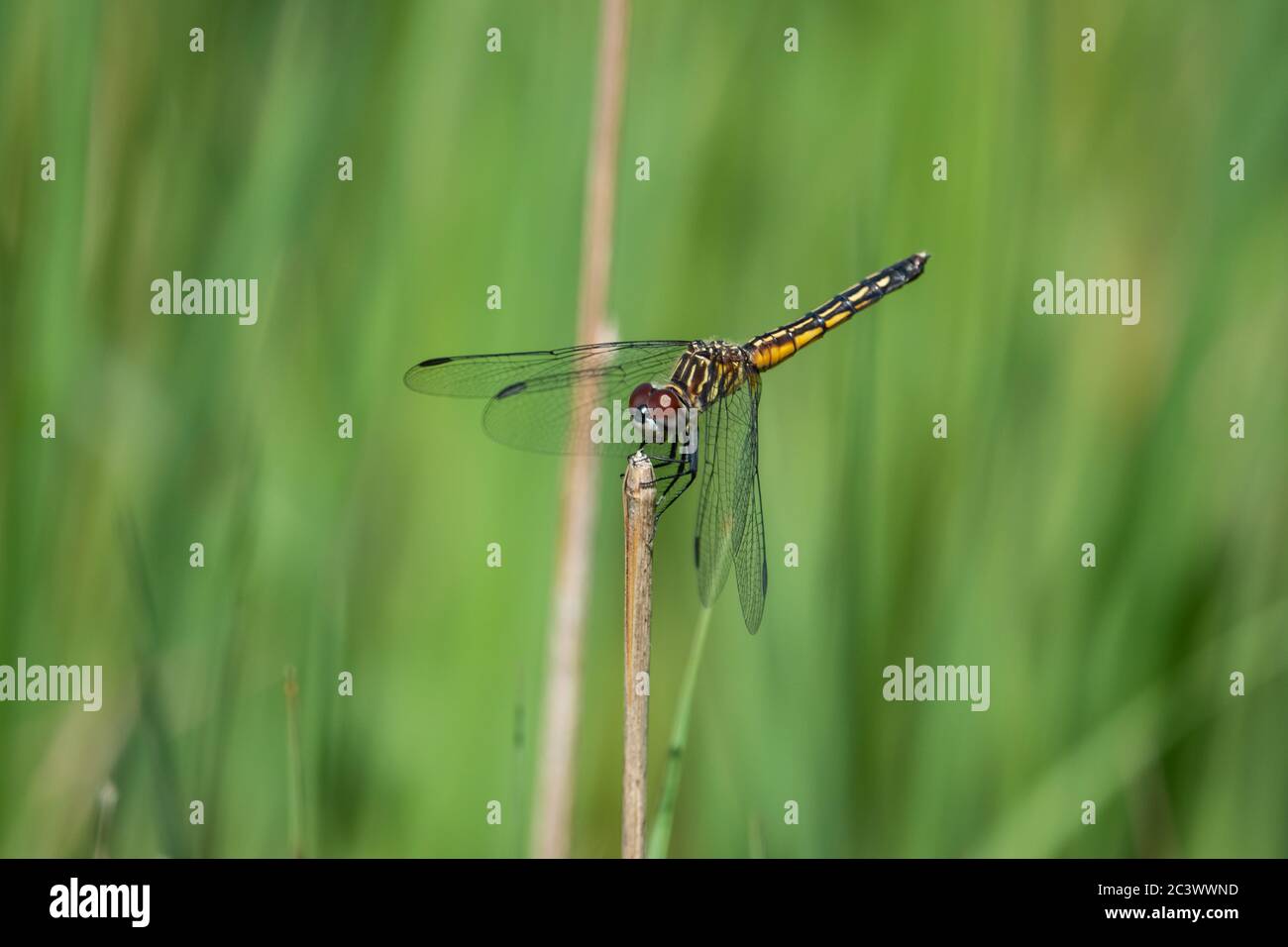 Blue dasher abdomen hi-res stock photography and images - Alamy
