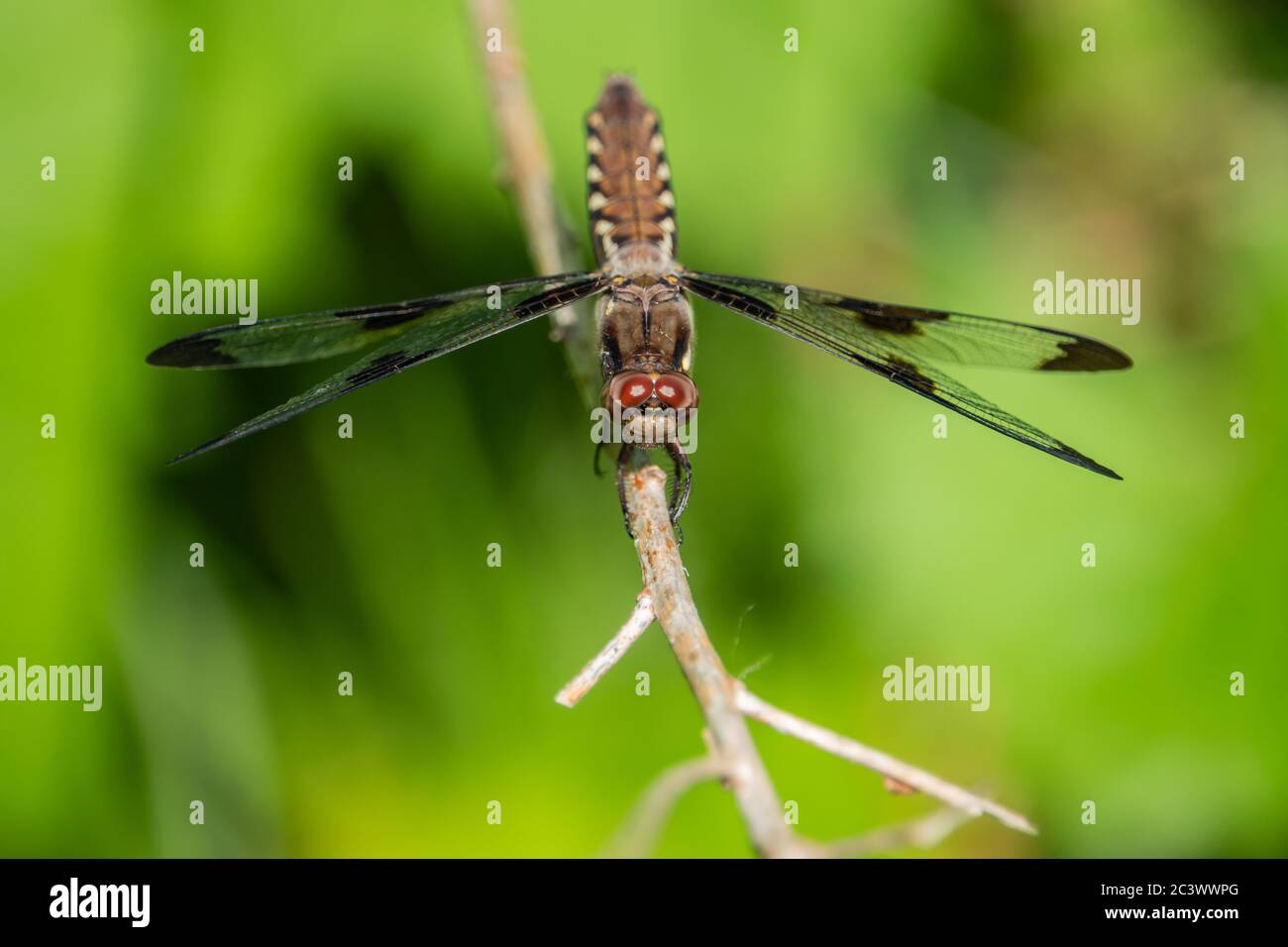 Common Whitetail Dragonfly in Springtime Stock Photo - Alamy
