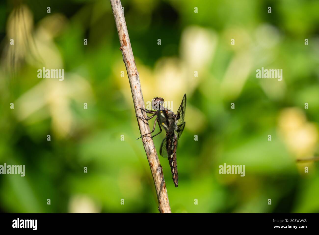 Common Whitetail Dragonfly in Springtime Stock Photo - Alamy