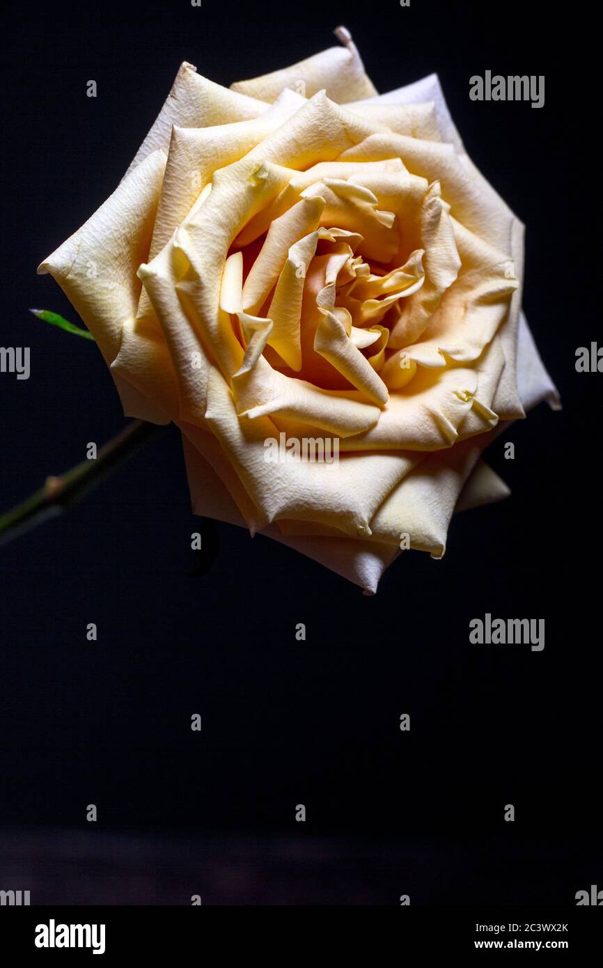 Beautiful beige rose with blossoming petals on blurry dark background, selective focus Stock Photo