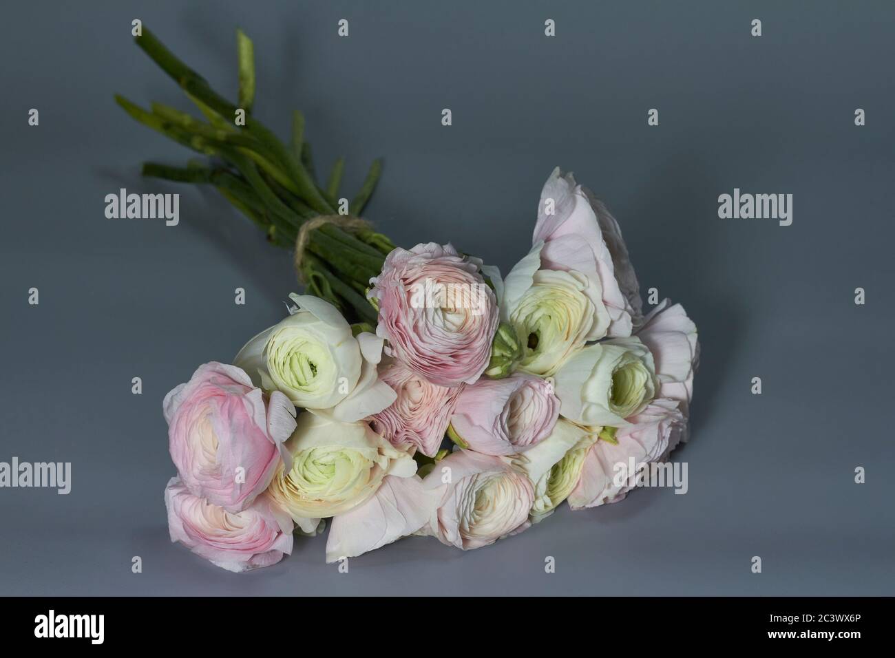 Spring flowers bouquet. Pink and white ranunculus flowers isolated on gray background. Beautiful buttercup bouquet. Stock Photo