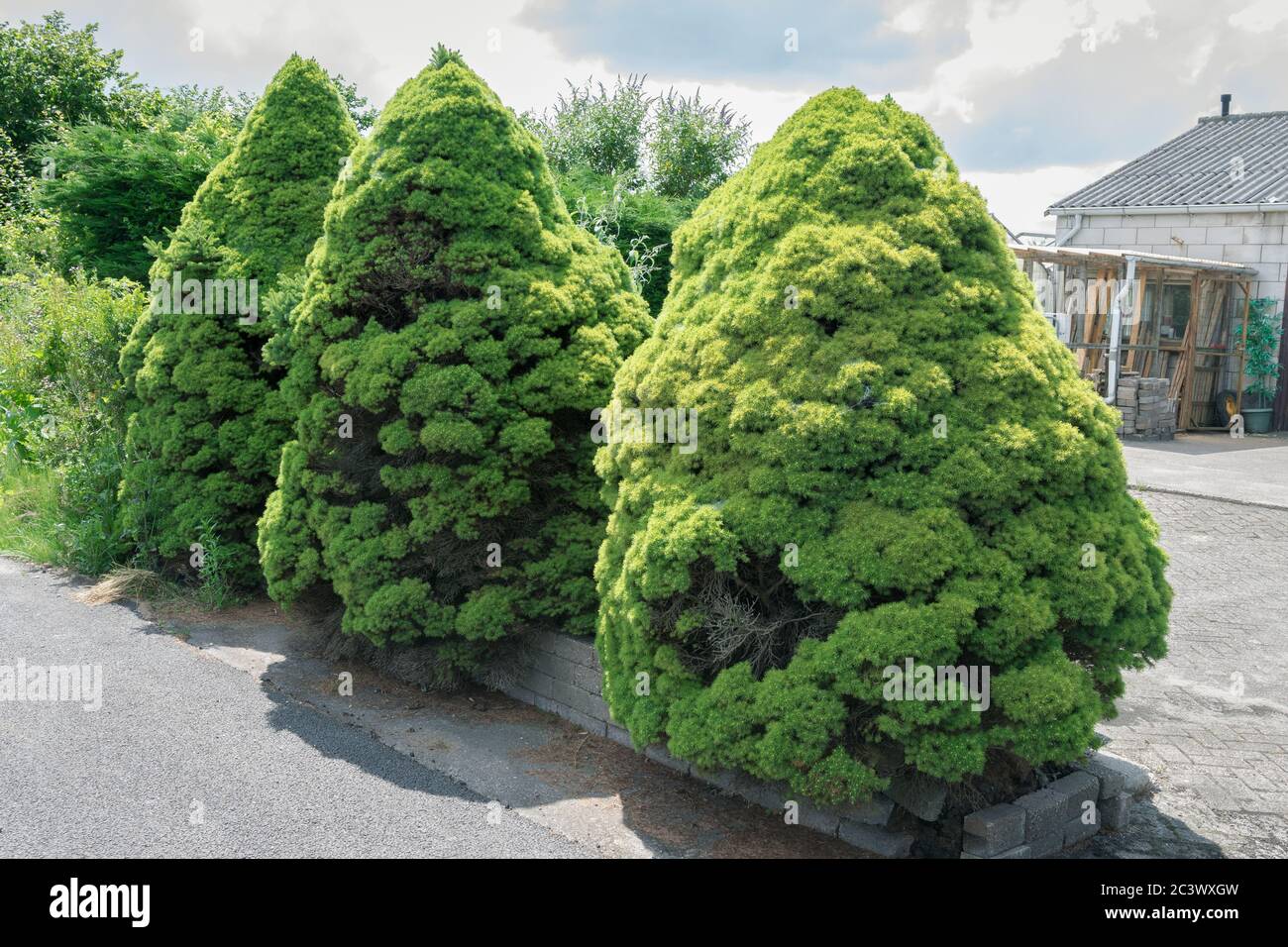 Three spruce with dense foliage that resemble dwarfs. Tree's name is Dwarf Alberta Spruce or Picea glauca 'Conica'. Stock Photo