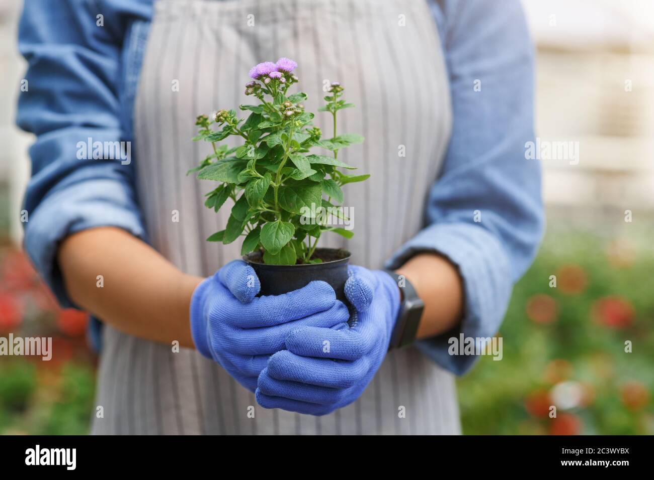 Farming and floristry. African american woman holds pot with purple flower in greenhouse Stock Photo
