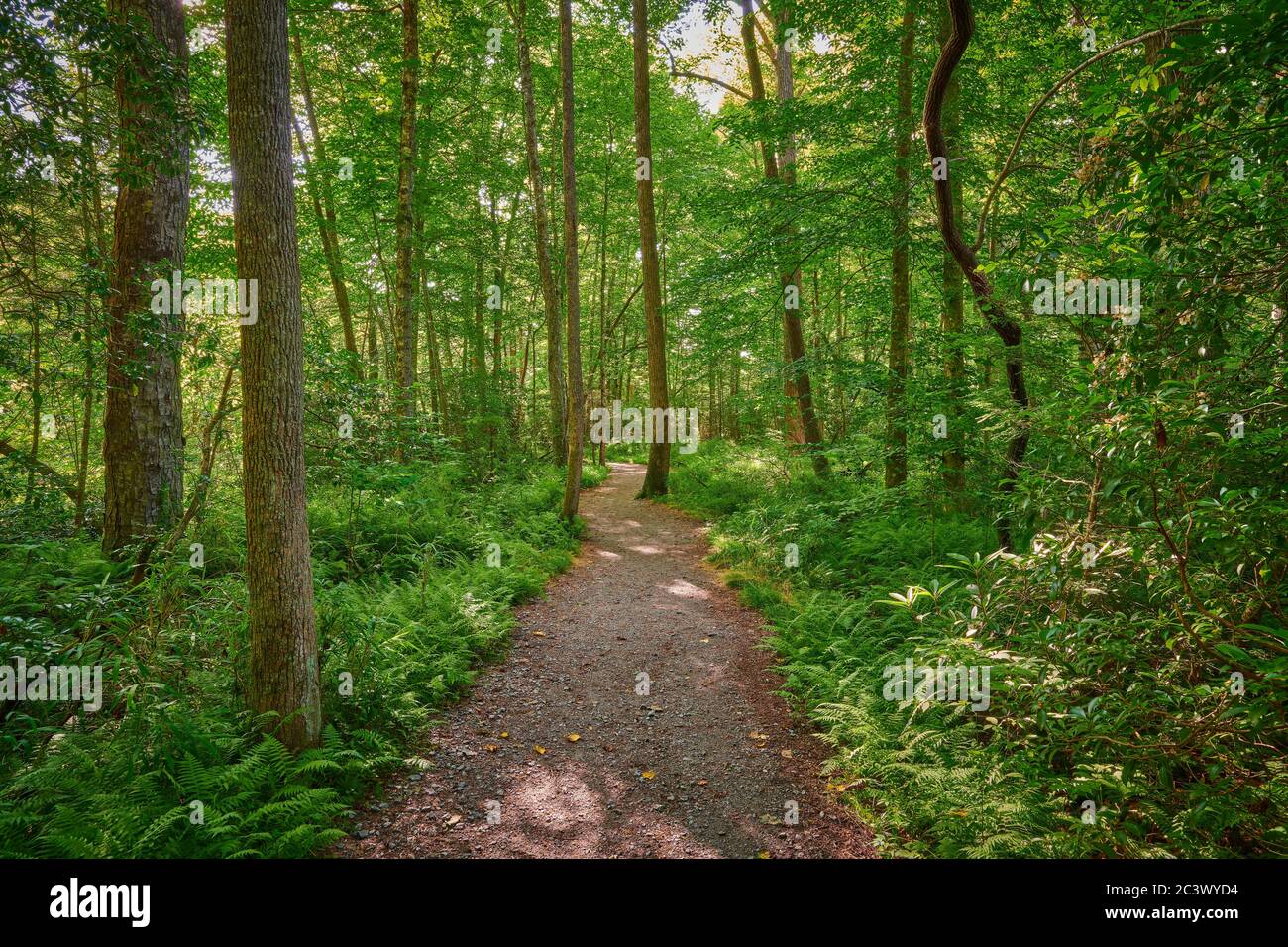 Walking in lush forest hi-res stock photography and images - Alamy