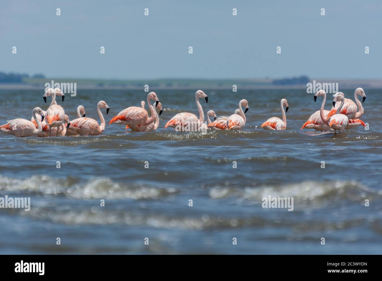 Flamingo in Epecuen Stock Photo
