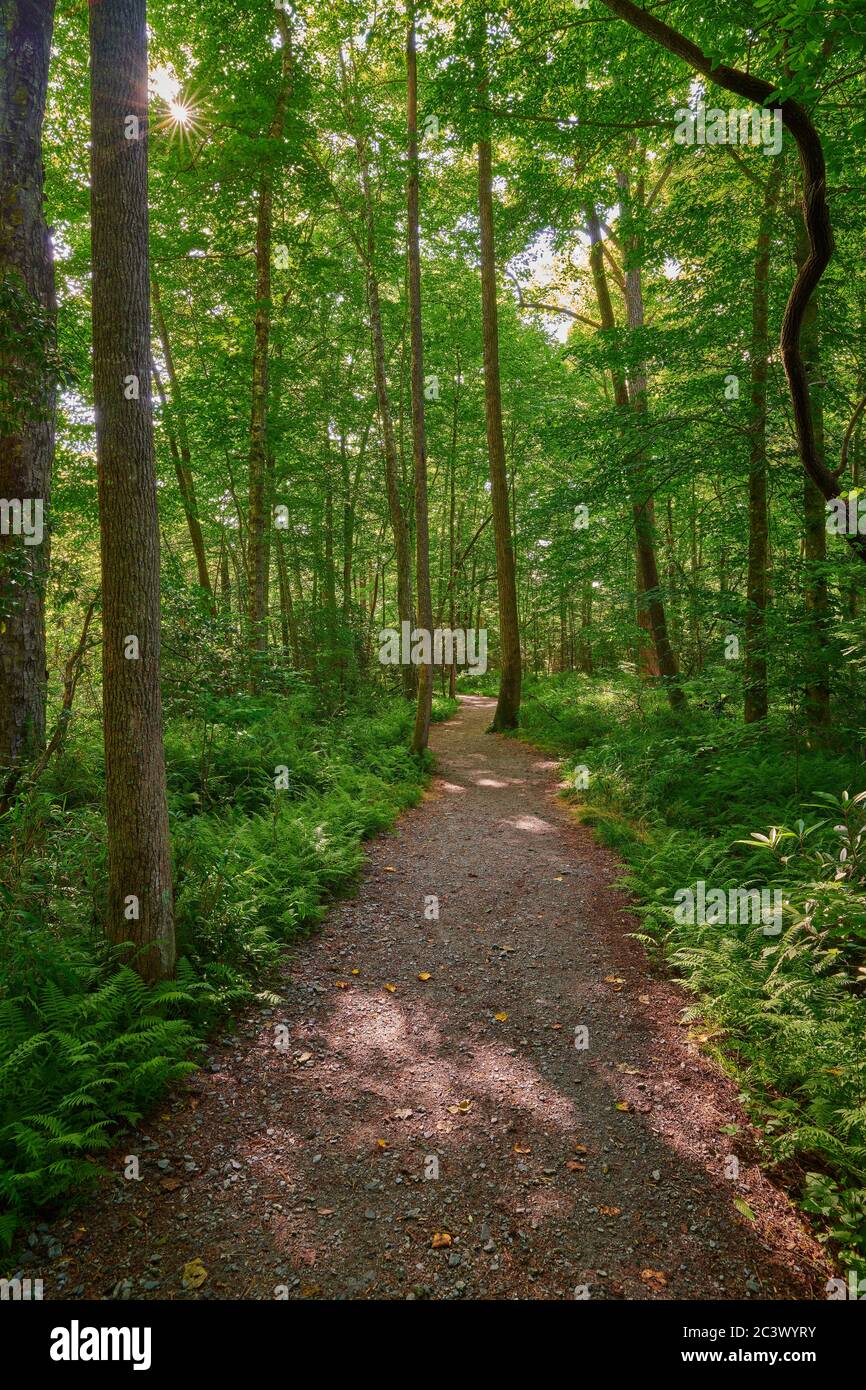 Lush green forest pathway hi-res stock photography and images - Alamy