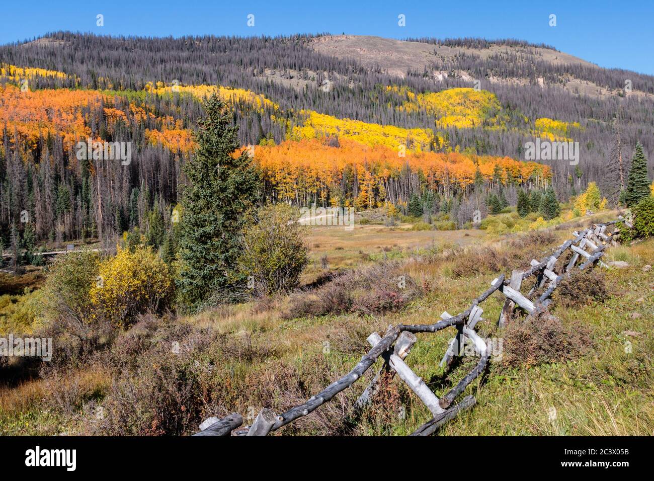 Aspen trees in the fall season Creede Colorado Stock Photo