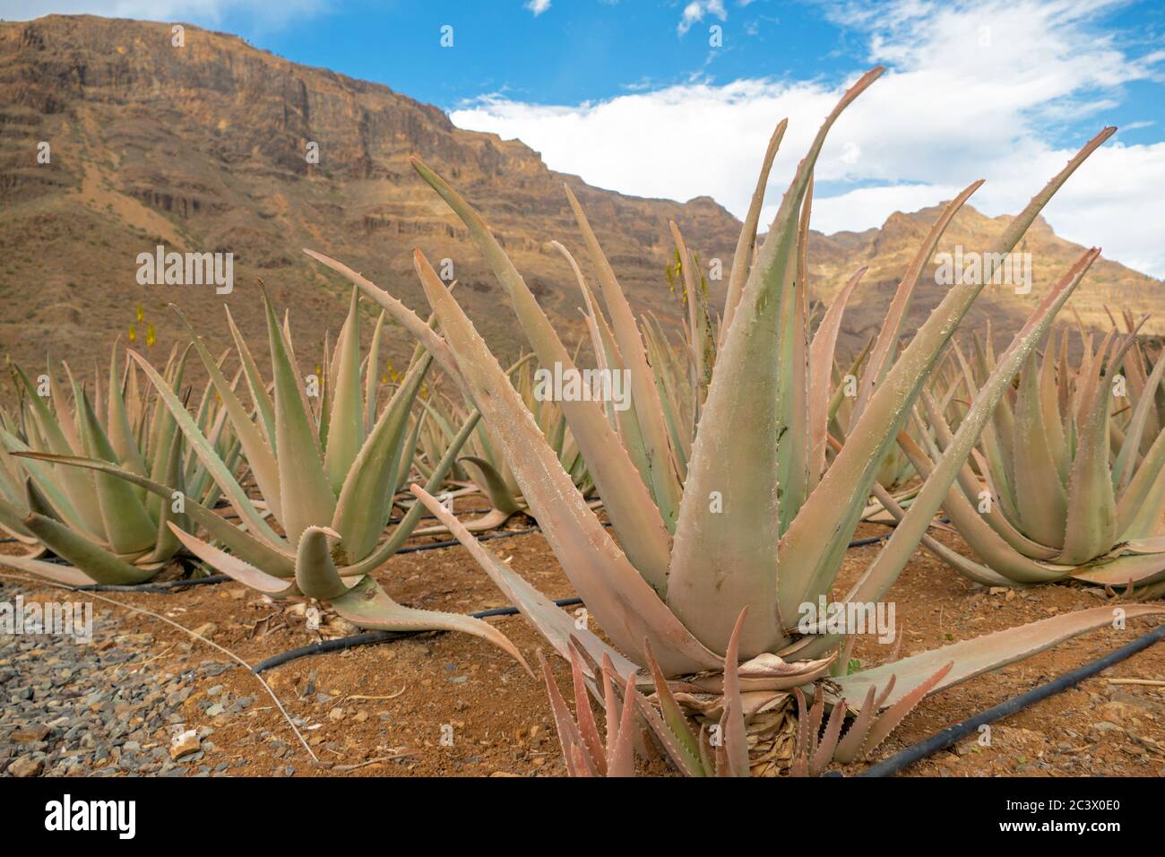 Closeup of Aloe Vera plant on a farm on Gran Canaria (Canary Islands),  Spain Stock Photo - Alamy