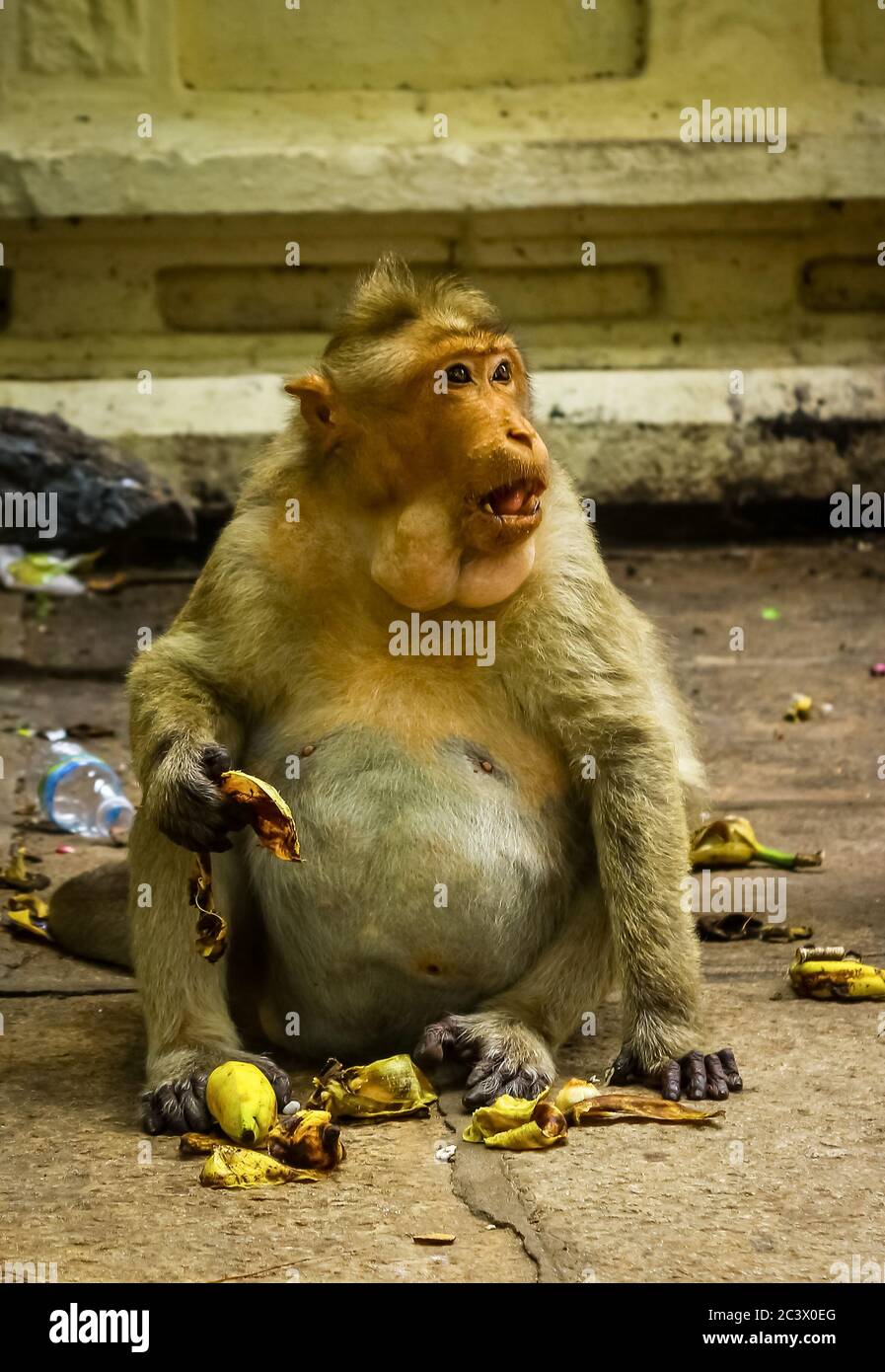 Big fat monkey king eating fruits with mount full loaded of banana and having bananas on its hand. Indian temple monkeys Stock Photo