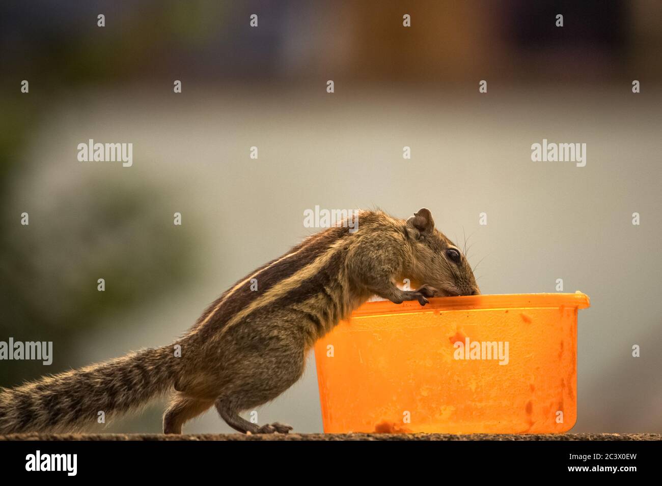 Cute palm squirrel eating fruits in the park.The Indian palm squirrel