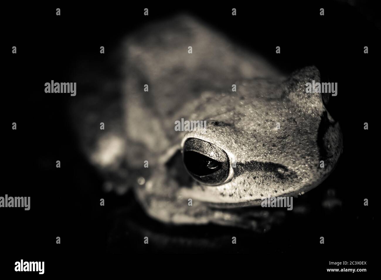 Very close photo of the leucomystax Polypedate frog with eye focused. Image of Common tree frog, four-lined tree frog, silver tree frog on white backg Stock Photo