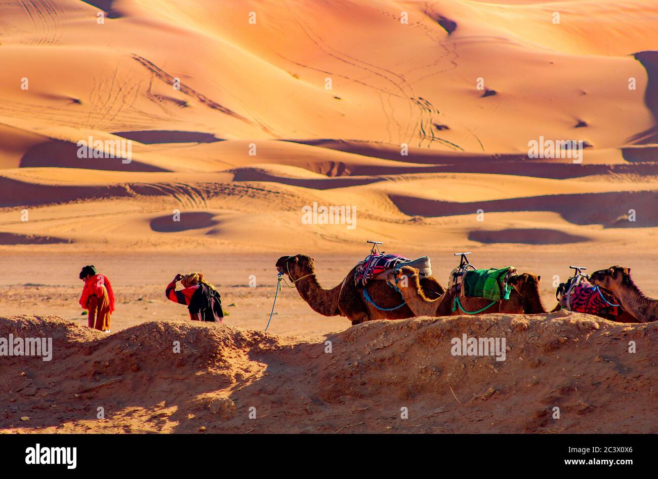 Sahara Camels Stock Photo