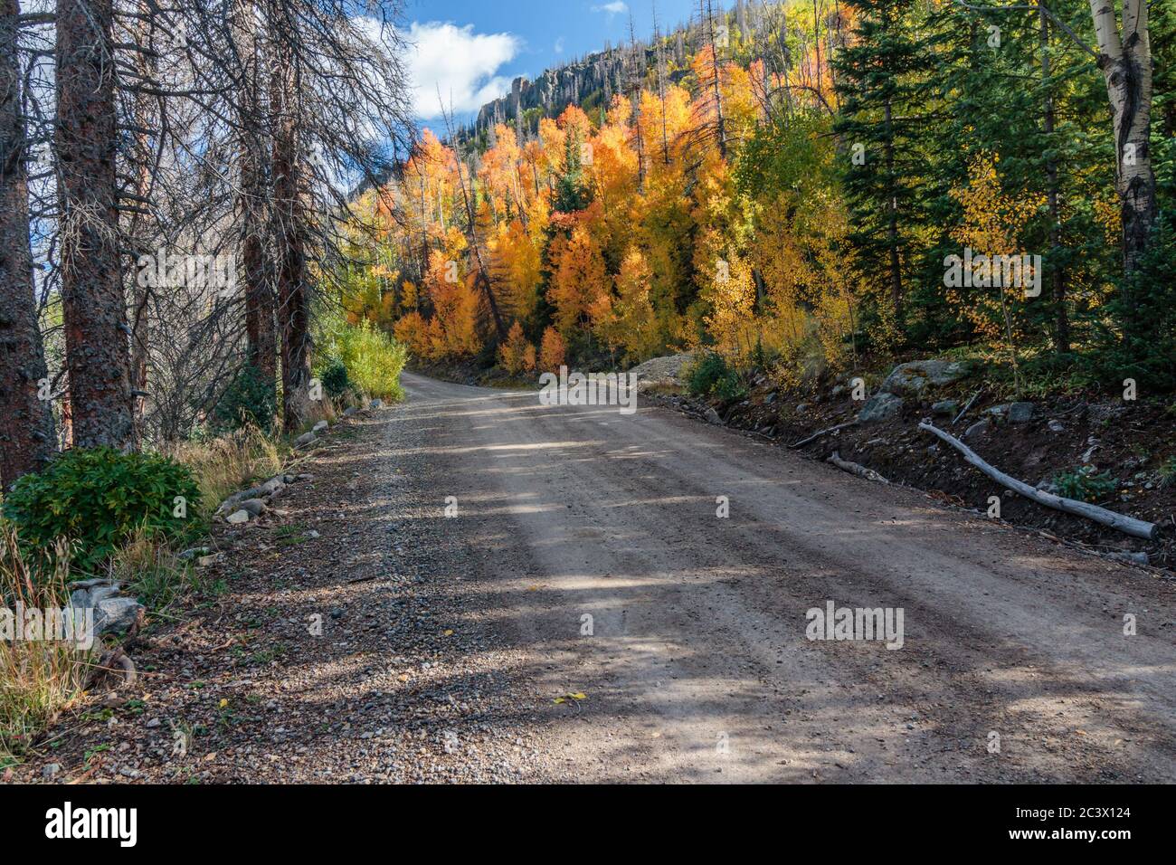 Aspen trees in the fall season Creede Colorado Stock Photo