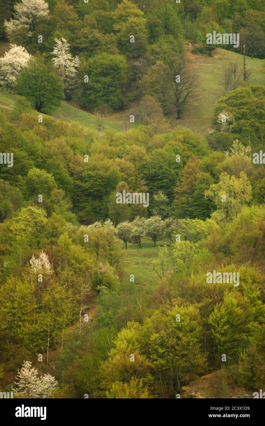 Vrancea County, Romania. Trees on mountainside viewed in springtime. Stock Photo