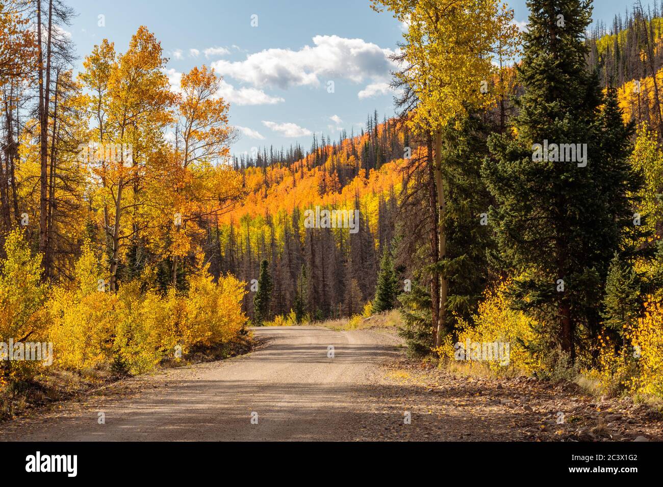 Aspen trees in the fall season Creede Colorado Stock Photo