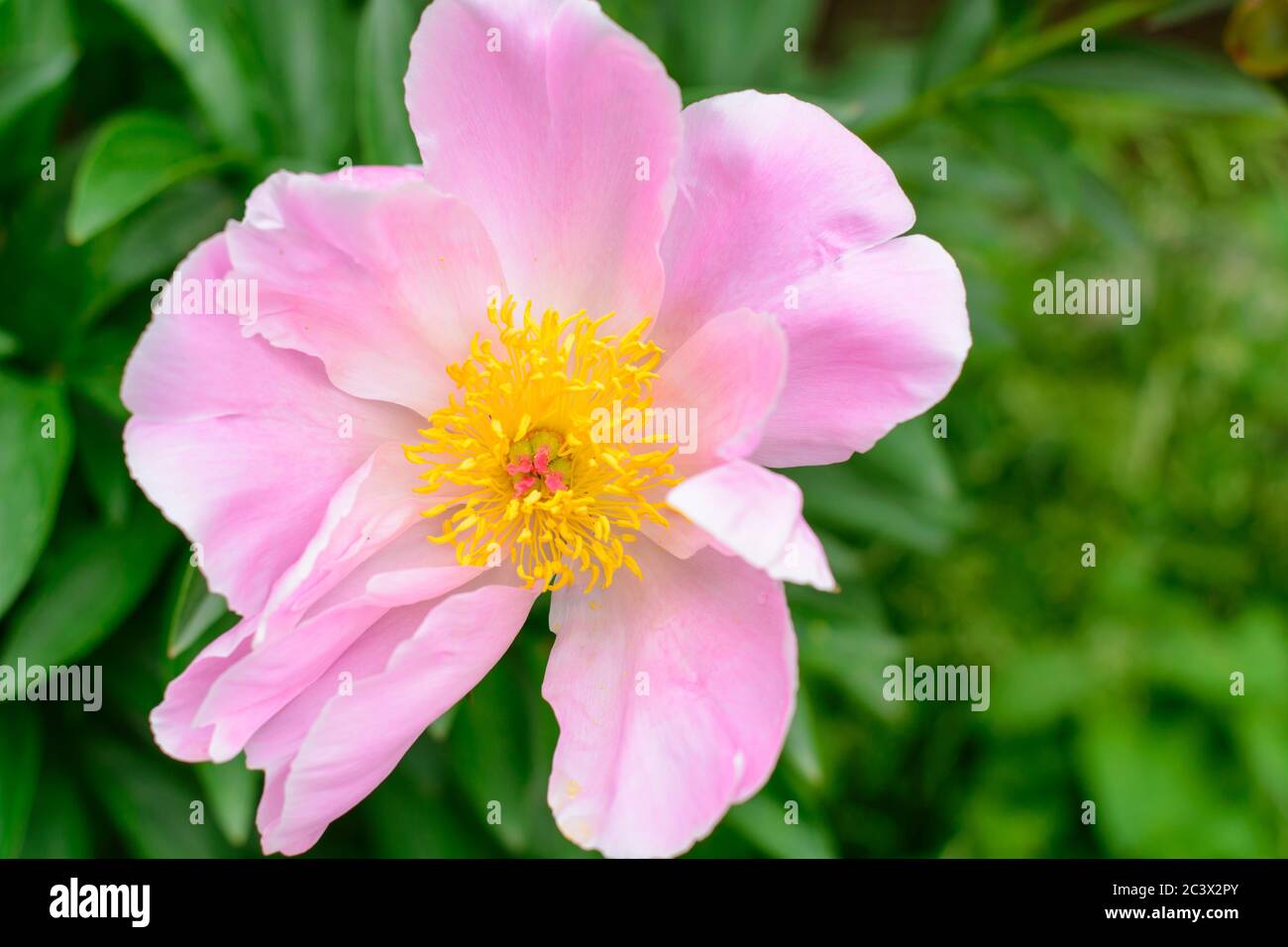 Pink peony flower in garden Stock Photo - Alamy