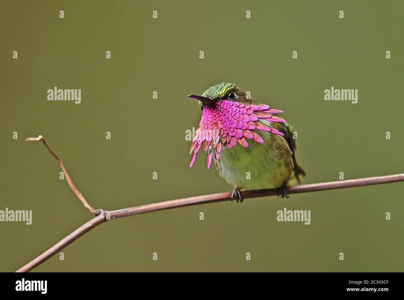 Wine-throated Hummingbird (Atthis ellioti selasphoroides) adult male perched on twig displaying  La Tigra NP, Honduras      February 2016 Stock Photo