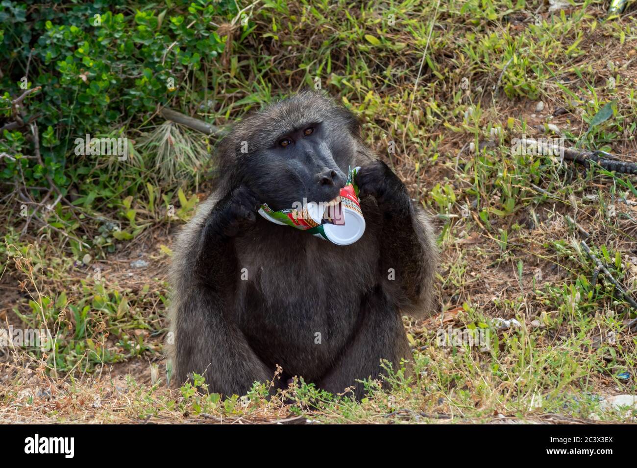 male chacma baboon or Papio ursinus licking a bottle that took from the trash in the garden route in south africa Stock Photo