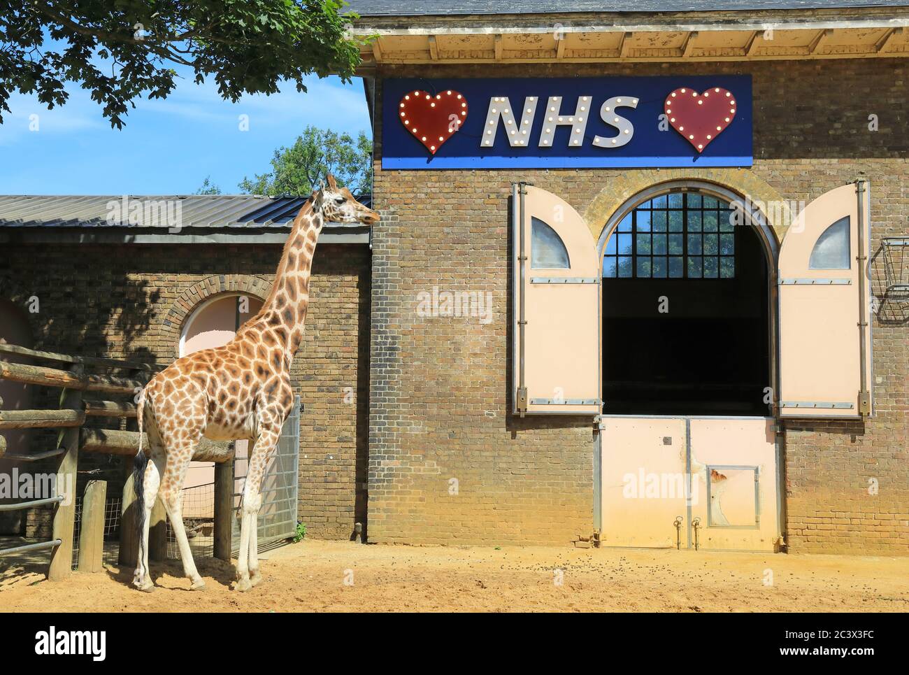 We Love the NHS sign in the giraffe enclosure as London Zoo opens with