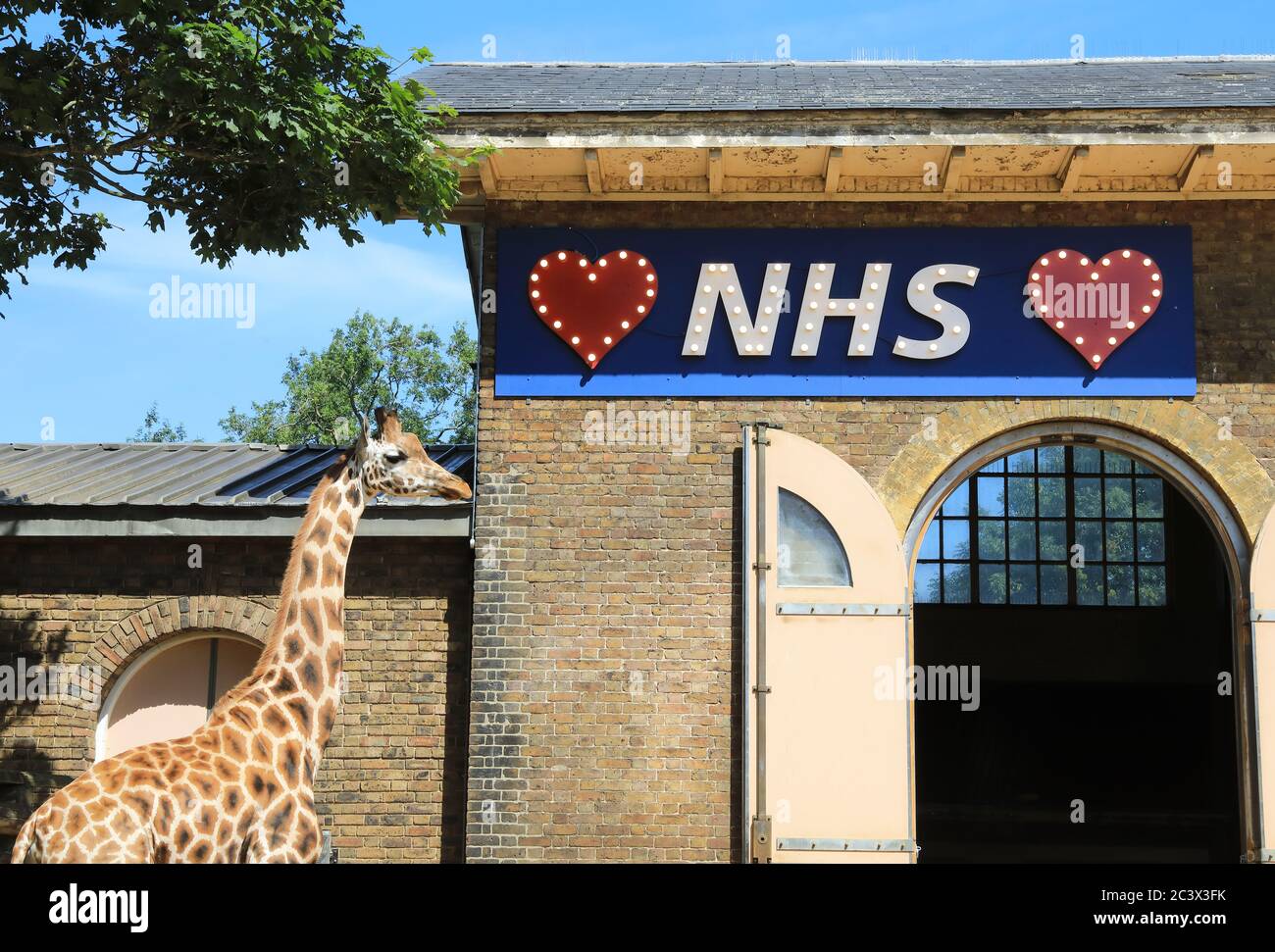 We Love the NHS sign in the giraffe enclosure as London Zoo opens with