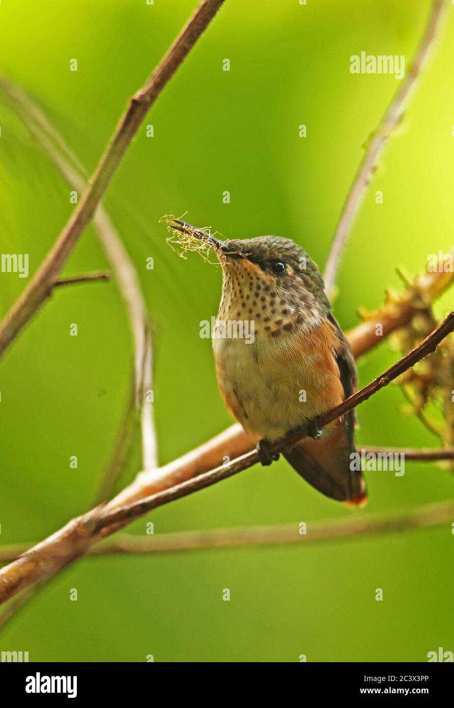 Wine-throated Hummingbird (Atthis ellioti selasphoroides) adult female perched on twig with nesting material gathered from Tree Fern  La Tigra NP, Hon Stock Photo