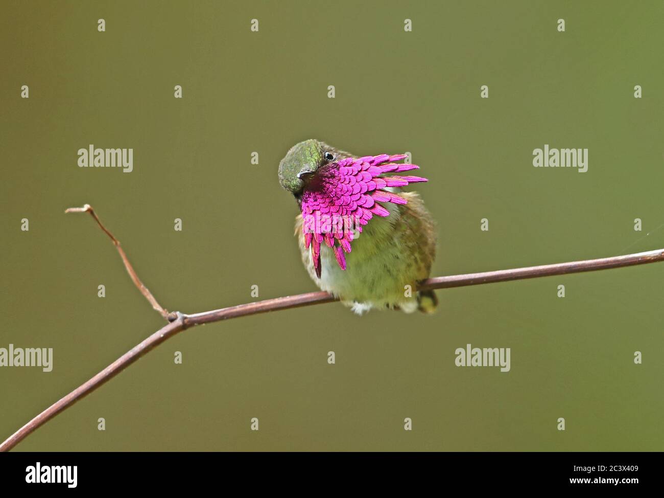 Wine-throated Hummingbird (Atthis ellioti selasphoroides) adult male perched on twig displaying  La Tigra NP, Honduras      February 2016 Stock Photo