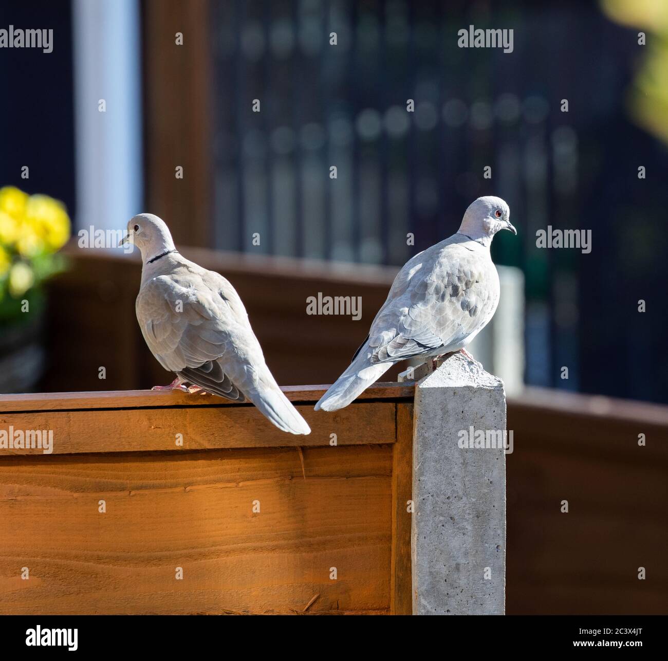 Biggin Hill,Kent,UK,22nd June 2020,Two Eurasion Collared Doves sit on a  garden fence while enjoying the early evening sunshine. The Eurasian  collared dove is a dove species originally native to Asia, which has