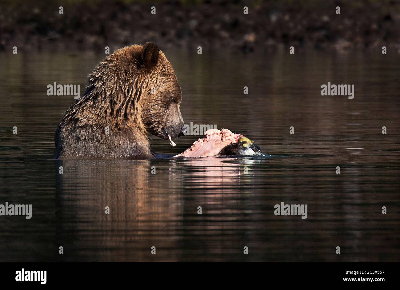 Grizzly bear mother and cub fishing. Cub eating salmon. Stock Photo