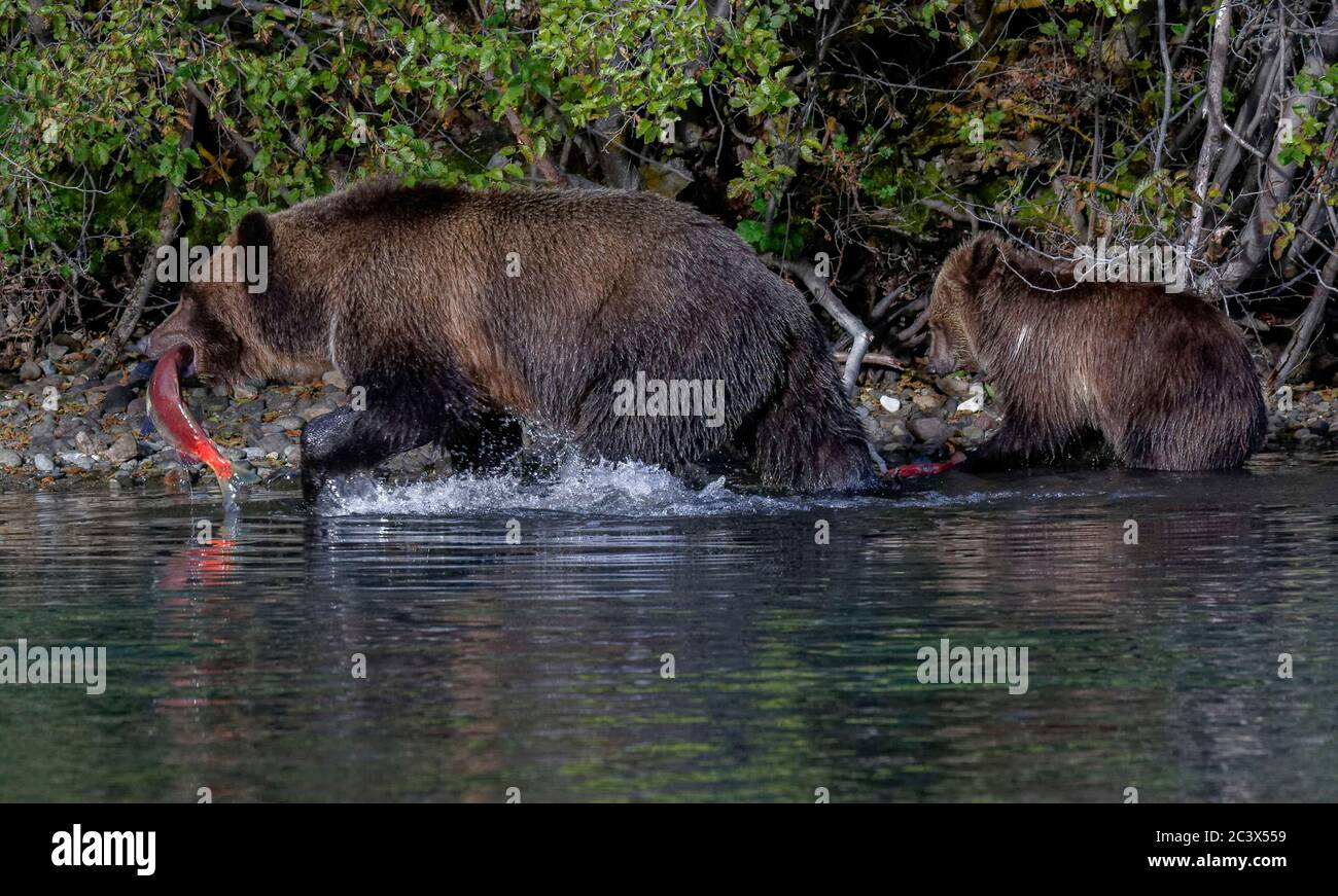 Grizzly bear mother and cub fishing. Cub eating salmon. Stock Photo