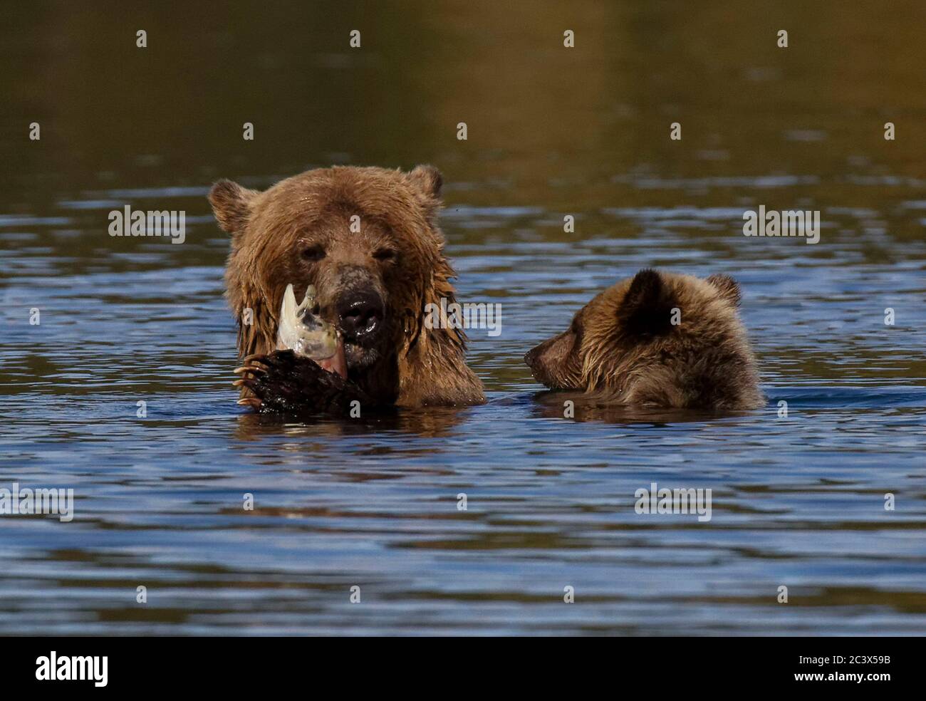 GRIZZLY BEARS CUBS LEARNING TO FISH Stock Photo